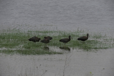 Αποδημητικά πτηνά στην Λίμνη Τάκα (pics)