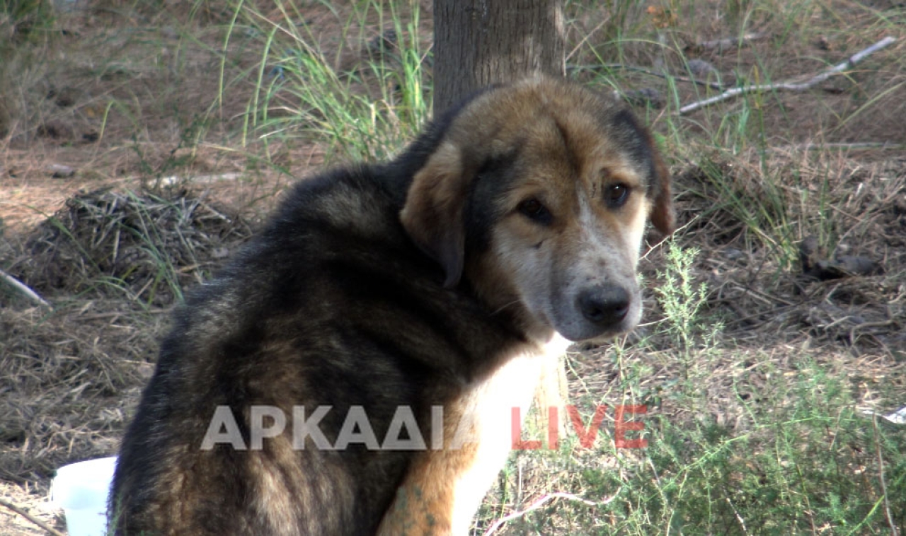 Κακοποιημένα ζώα δεμένα στο δάσος στο Μερκοβούνι - Νεκρός ένας σκύλος σε άθλια κατάσταση ενας ακόμη