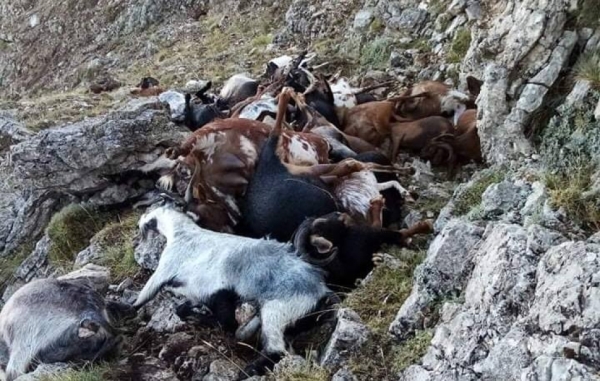 Αρτεμίσιο Αρκαδίας: Κεραυνός σκότωσε κοπάδι με 70 γίδια video