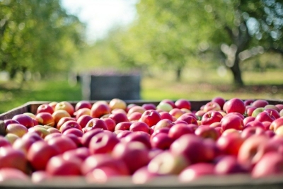 Αποζημιώνονται οι πληγέντες παραγωγοί μήλων Πιλαφά, κερασιών και βύσσινων Τριπόλεως