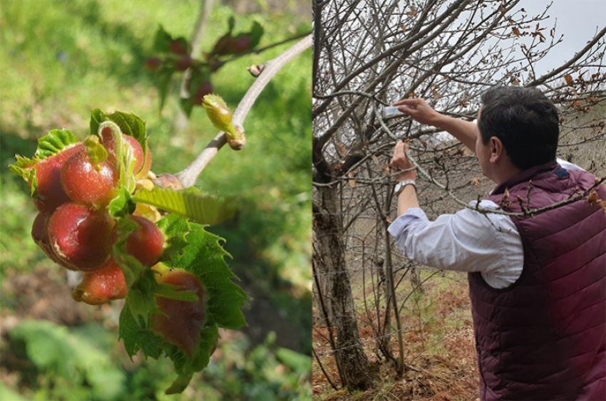 Συνεχίζεται για δεύτερη χρονιά η βιολογική αντιμετώπιση της Σφήκας της καστανιάς στο Δήμο Βόρειας Κυνουρίας