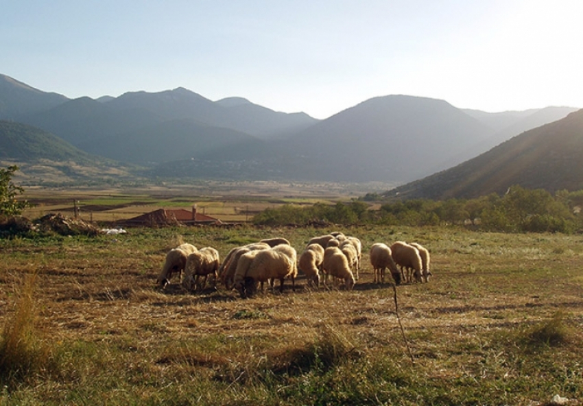 Άμεση παροχή ζωοτροφών στους πληγέντες κτηνοτρόφους της Γορτυνίας