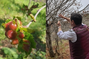 Υιοθετήθηκε η πρόταση του Δήμου Βόρειας Κυνουρίας από την Περιφέρεια Πελοποννήσου για την παρακολούθηση των πληθυσμών των εντόμων της καστανιάς του Πάρνωνα