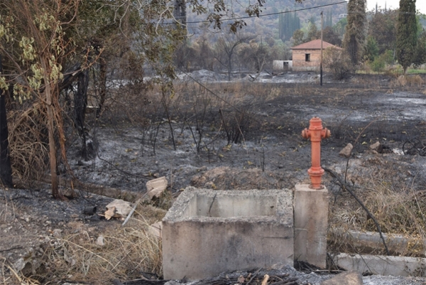 Ξεκίνησε η διανομή ζωοτροφών στους κτηνοτρόφους της Γορτυνίας