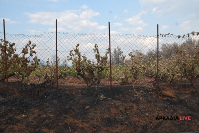 Δήλωση νεκρών ζώων από τις πυρκαγιές στη Γορτυνία στον ΕΛΓΑ