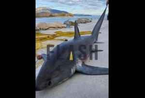 Αρκαδία: Ψαράδες έπιασαν καρχαρία 2,5 μέτρων