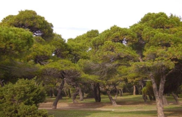 Δήμος Τρίπολης | Υποχρεωτικός ο καθαρισμός των ιδιοκτησιών λόγω προληπτικών μέτρων πυροπροστασίας