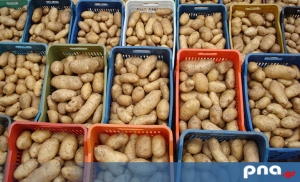 Ειδική Ενίσχυση στους καλλιεργητές της πατάτας