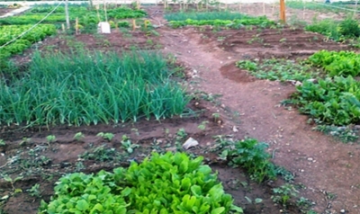 Ο Δήμος Τρίπολης συνεχίζει και φέτος το θεσμό του Δημοτικού Λαχανόκηπου