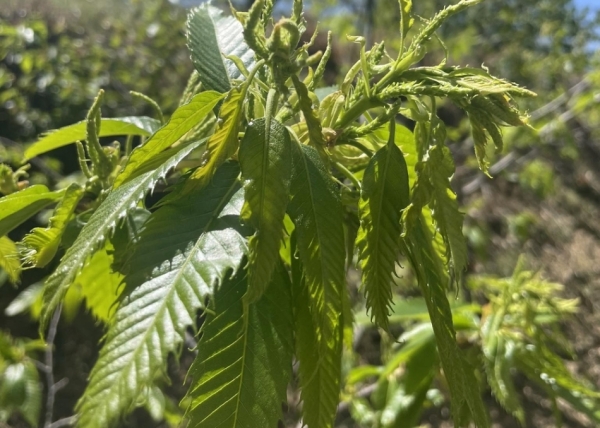 Συνεχίζεται για τέταρτη χρονιά η βιολογική αντιμετώπιση της σφήκας της καστανιάς στον Δήμο Β. Κυνουρίας