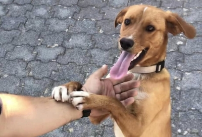 Χάθηκε σκυλάκι στην Τρίπολη